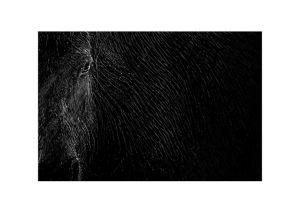 Ad van de Sande -  Dark Horse - Nominatie Brabant West